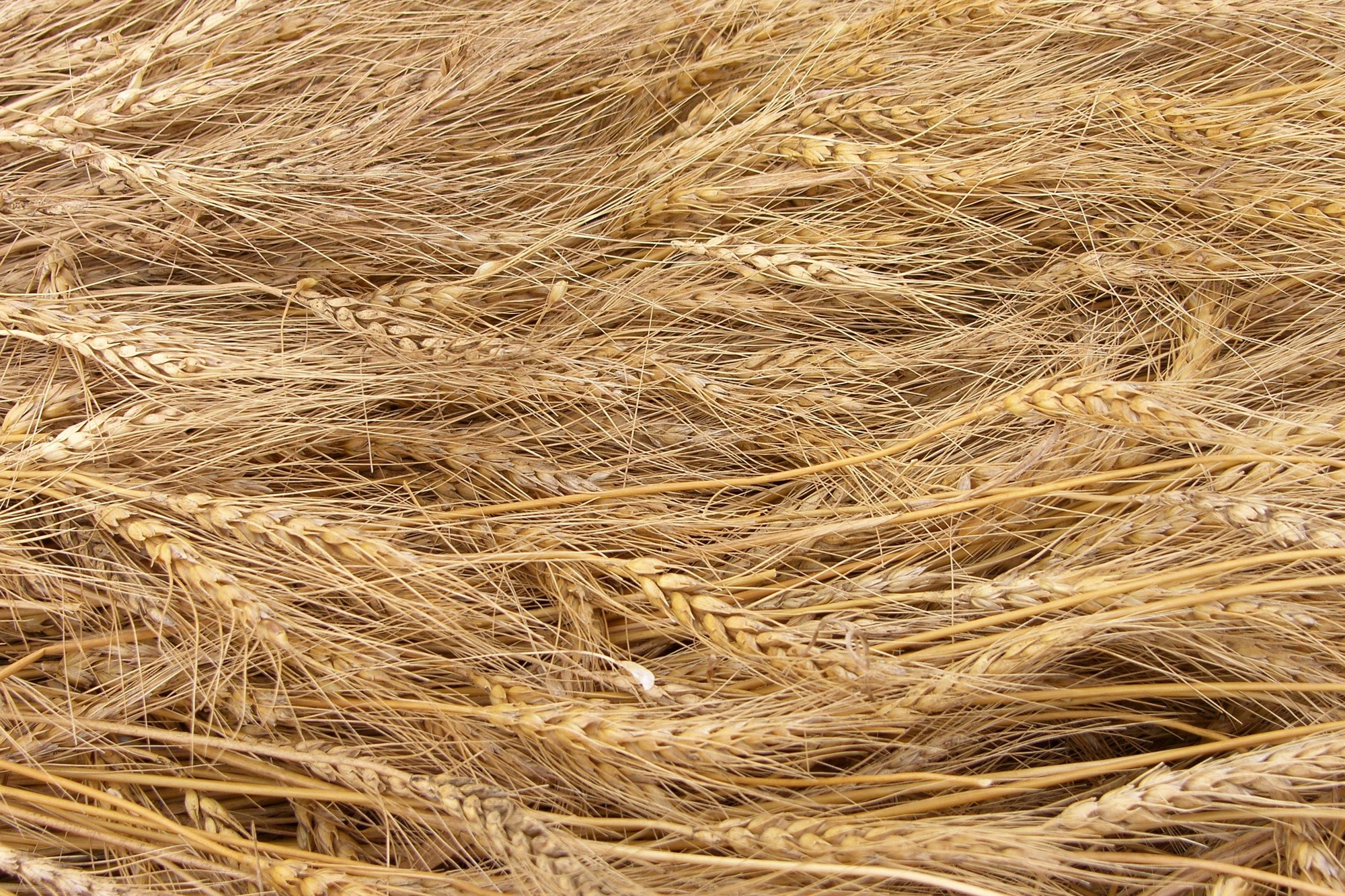 Ingresos por exportaciones de trigo aumentaron interanualmente en 49,2%