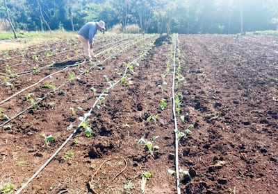 Agricultura en América Latina: 28% de la población con inseguridad alimentaria