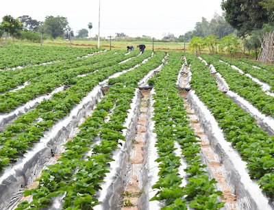 La misión de recuperar un siglo perdido en el crecimiento de América Latina