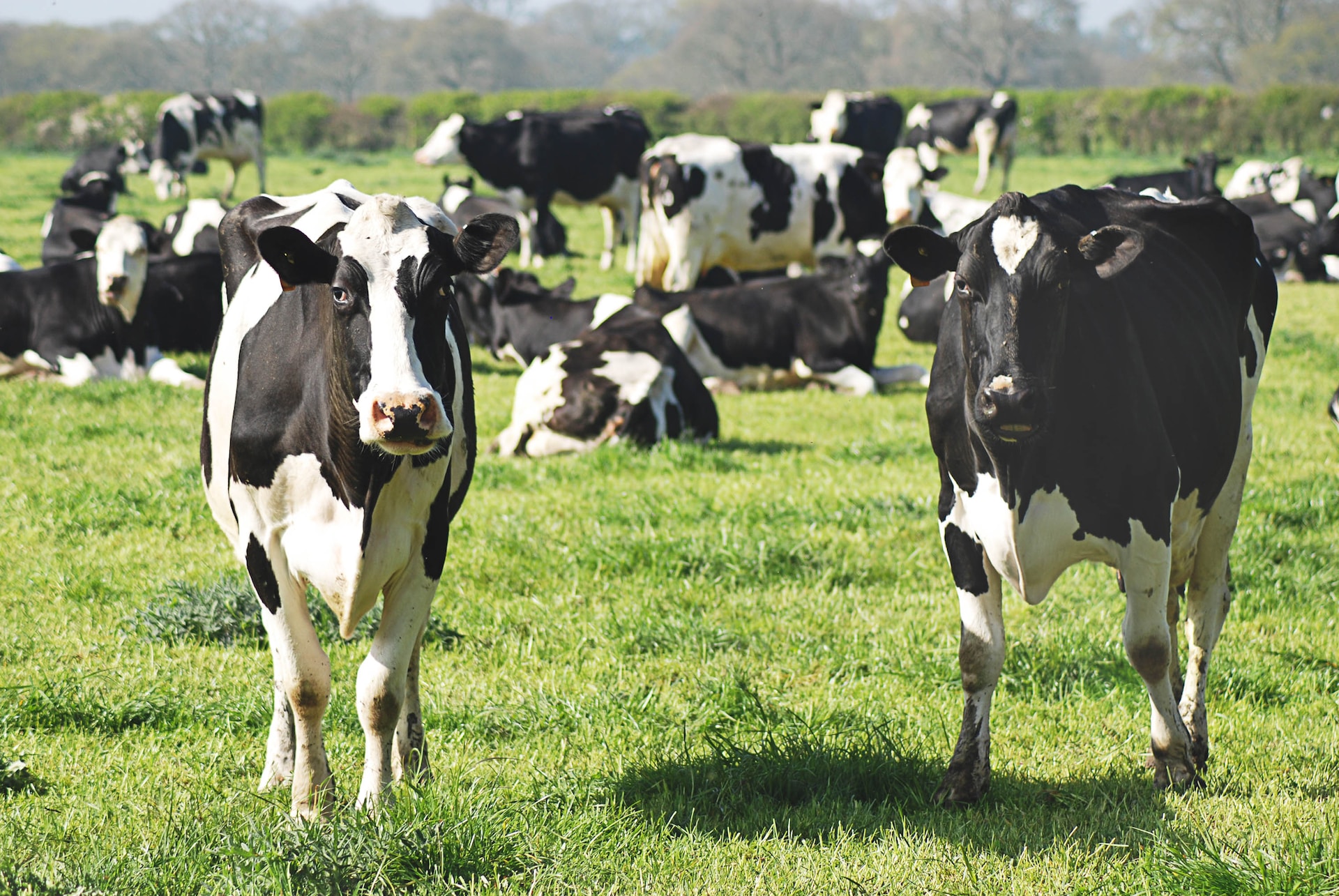 Cae el precio del novillo por debajo de los 3,0 US$/kg