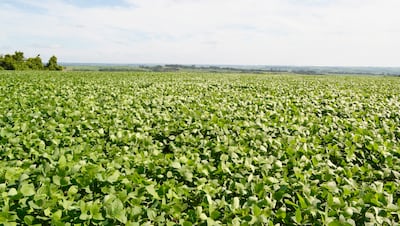 Paraguay adeuda al FMI 0,6% del PIB, frente al 8,6% de Argentina