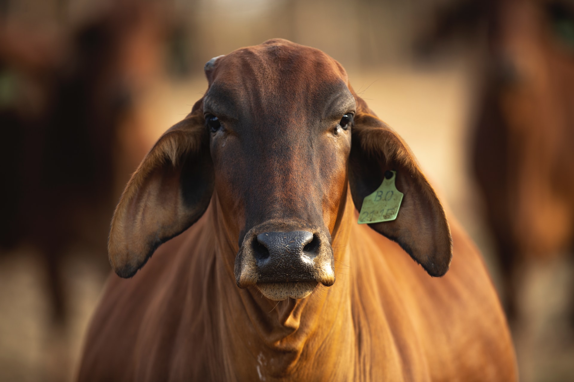 Oferta bovina mensual en Paraguay marca un r&eacute;cord hist&oacute;rico