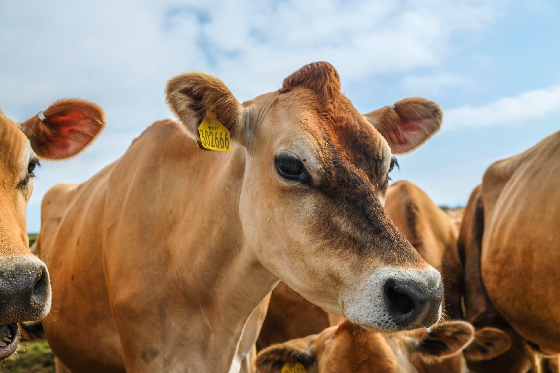 Oferta bovina se encuentra por encima del verificado en el 2017