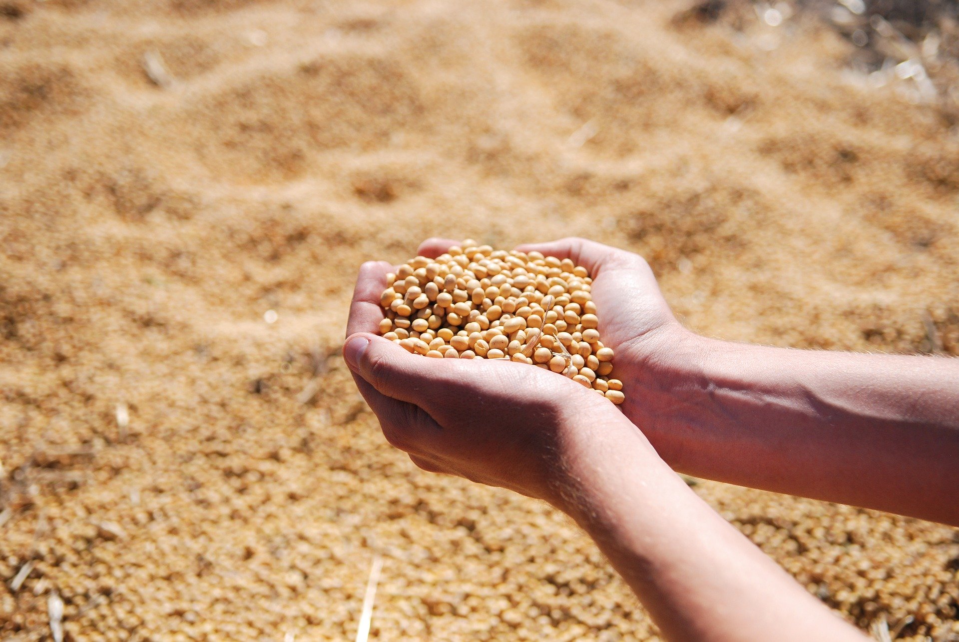 El USDA mantiene sus estimaciones para la campa&ntilde;a 2021/22 de soja y aumenta para los cereales